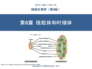 第6章线粒体和叶绿体ppt课件.ppt