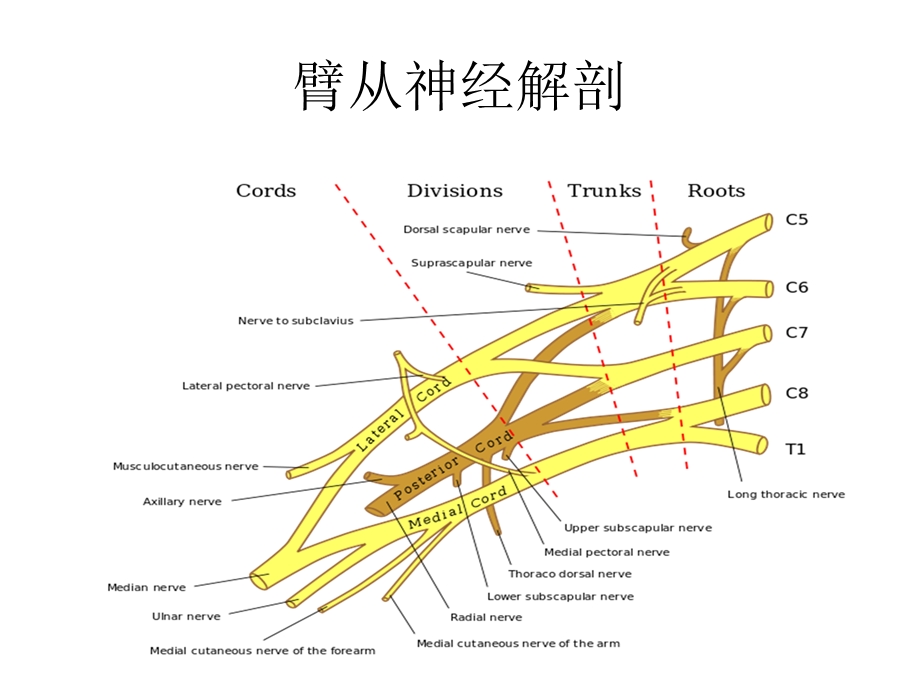 细说臂丛神经阻滞ppt课件.pptx_第3页