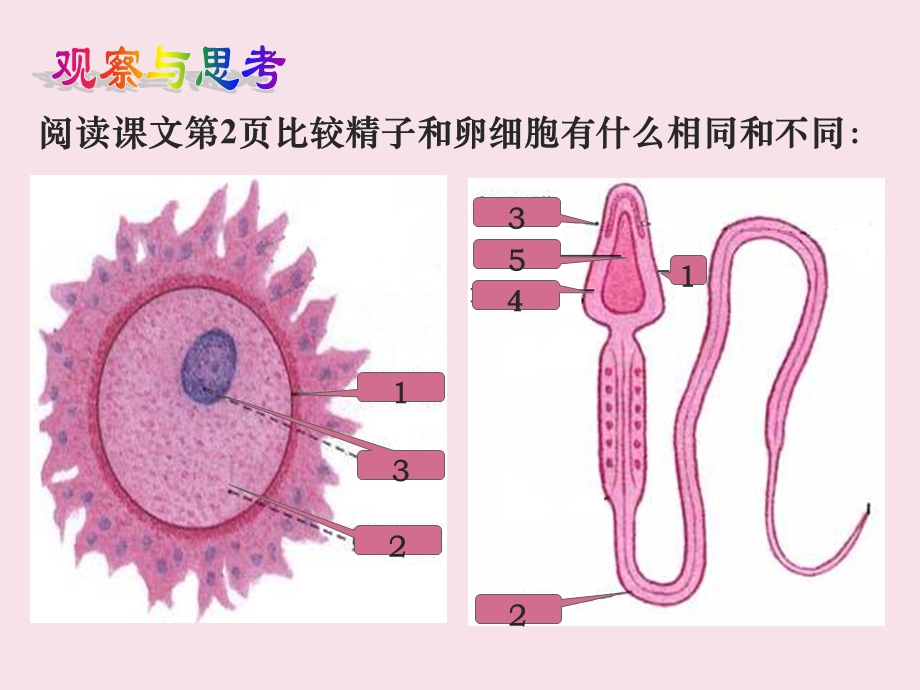 浙教版科学新生命的诞生ppt课件.ppt_第3页