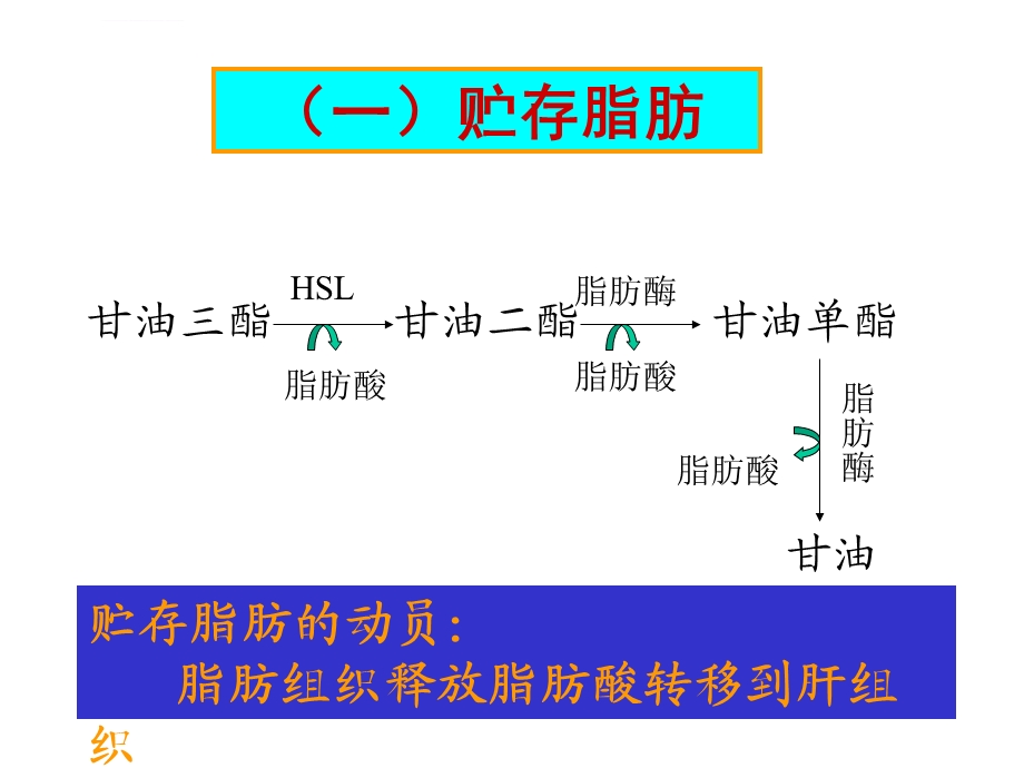 第29章脂类的生物合成ppt课件.ppt_第3页