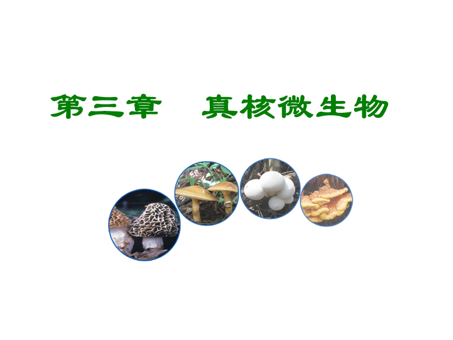 第三章真核微生物ppt课件.ppt_第1页