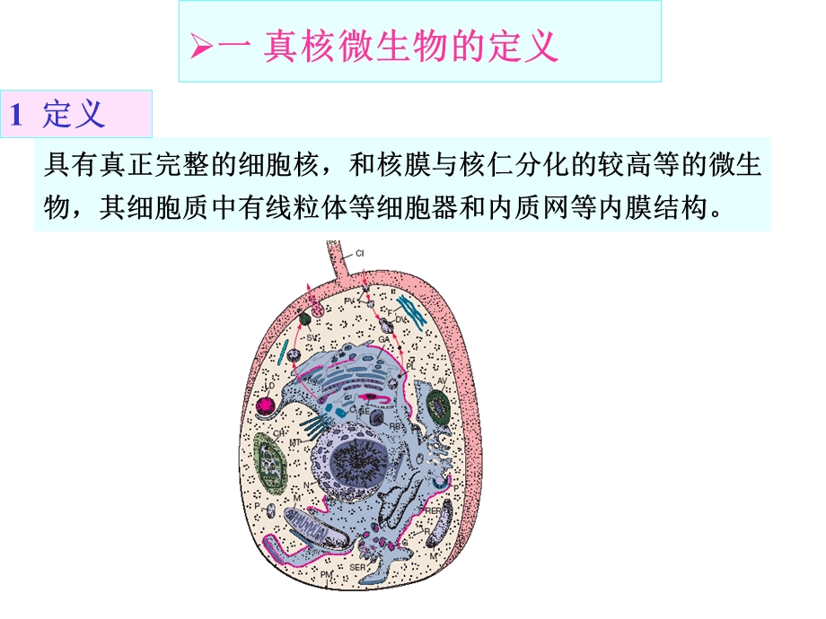 第三章真核微生物ppt课件.ppt_第3页