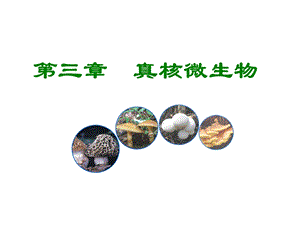 第三章真核微生物ppt课件.ppt