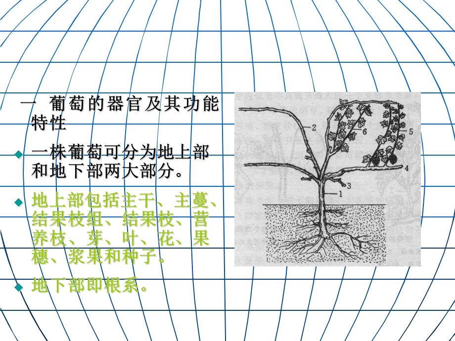 第二章葡萄的生物学特性ppt课件.ppt_第2页