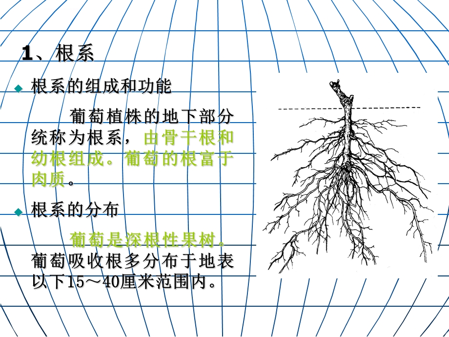 第二章葡萄的生物学特性ppt课件.ppt_第3页