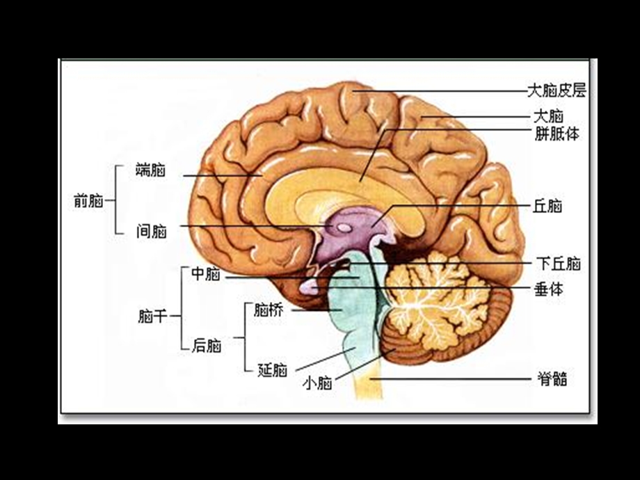 科学用脑轻松学习ppt课件.ppt_第2页