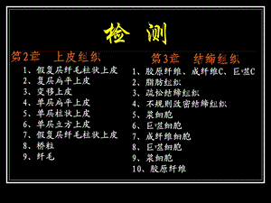 组织学与胚胎学实验考试2 实验2 上皮、结缔组织ppt课件.ppt