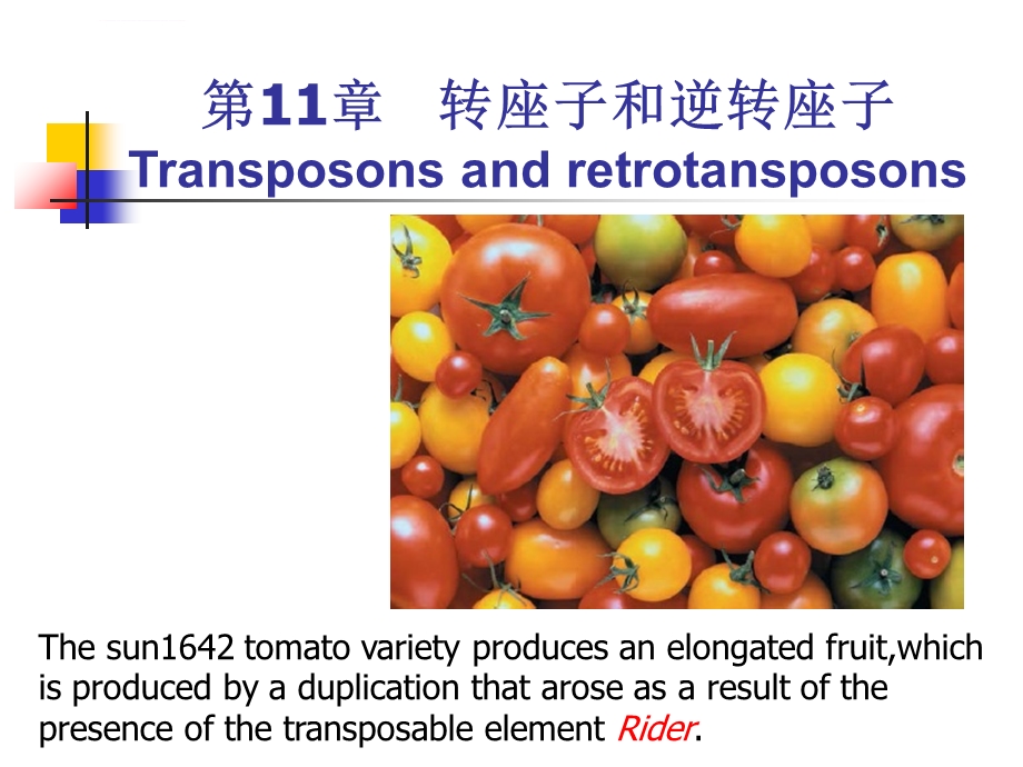 第11章转座子和逆转座子ppt课件.ppt_第1页