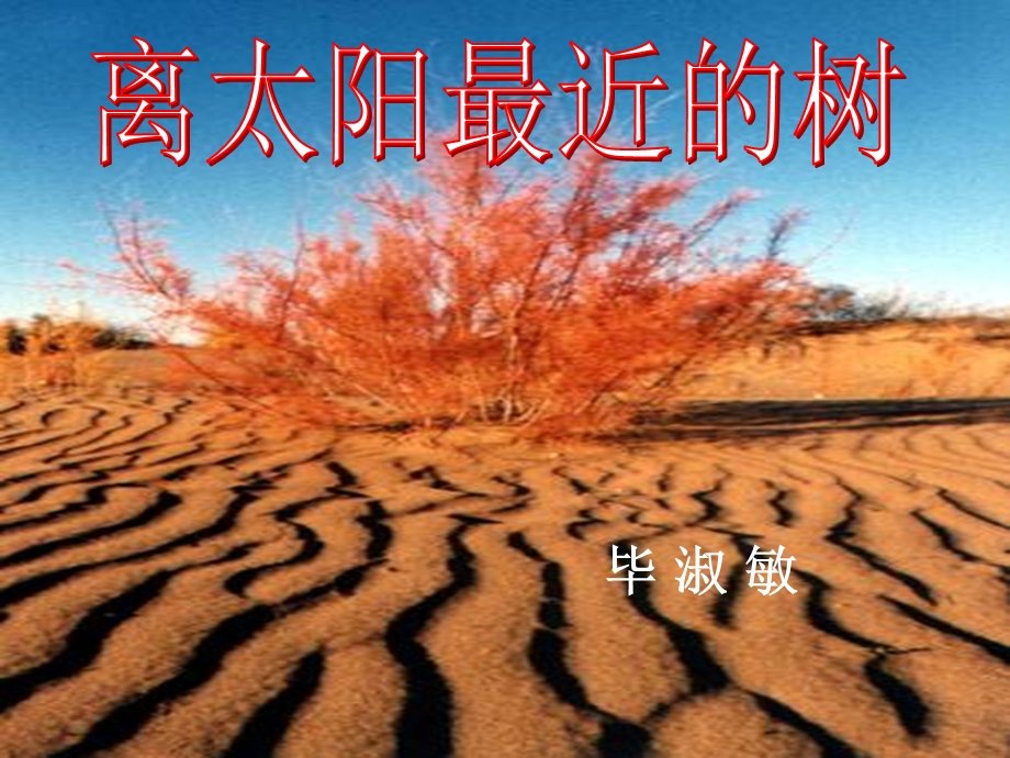 离太阳最近的树解析ppt课件.ppt_第1页