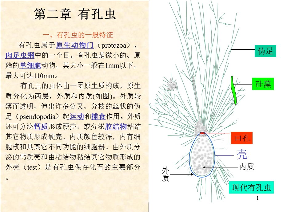 第二章有孔虫ppt课件.ppt_第1页