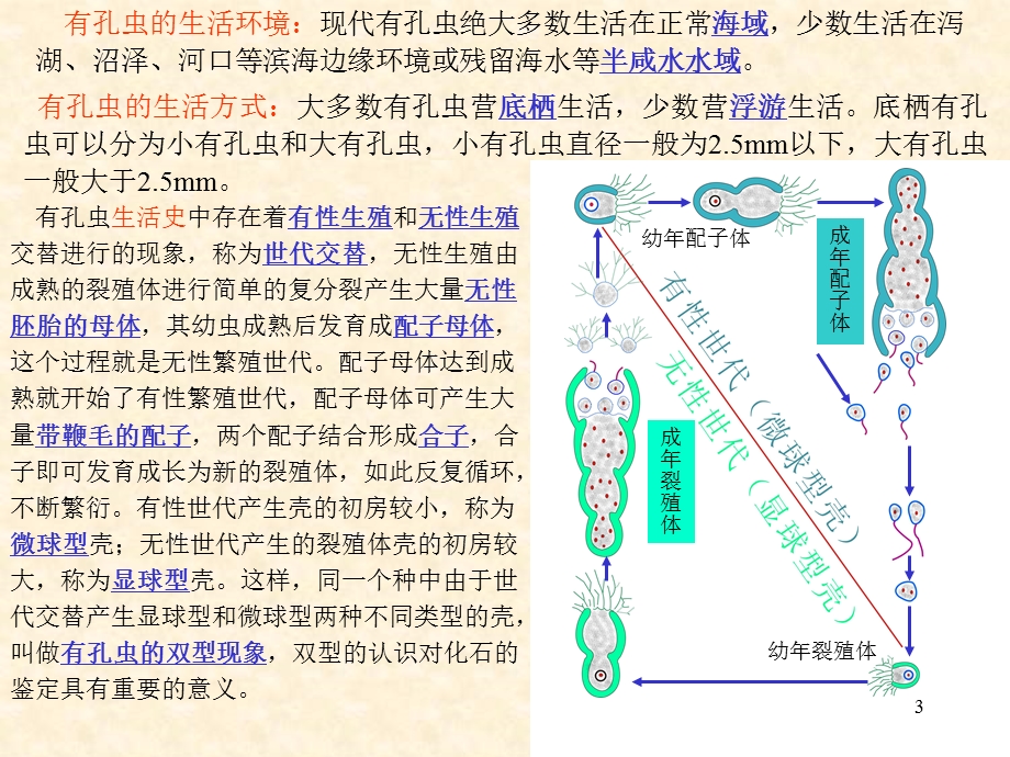 第二章有孔虫ppt课件.ppt_第3页