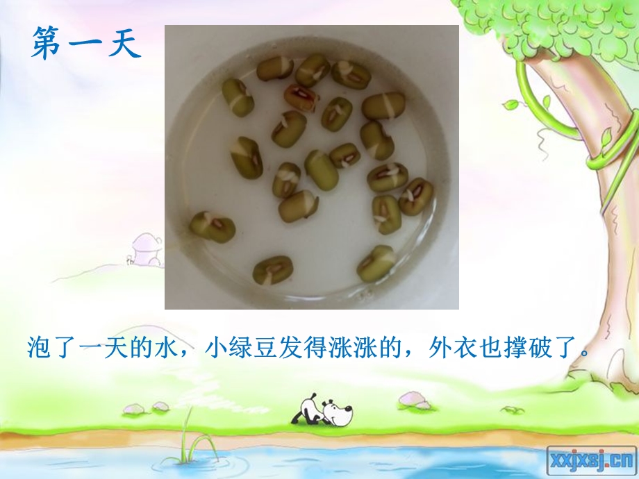 绿豆的生长过程ppt课件.pptx_第2页