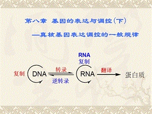 第八章真核基因表达调控ppt课件.ppt