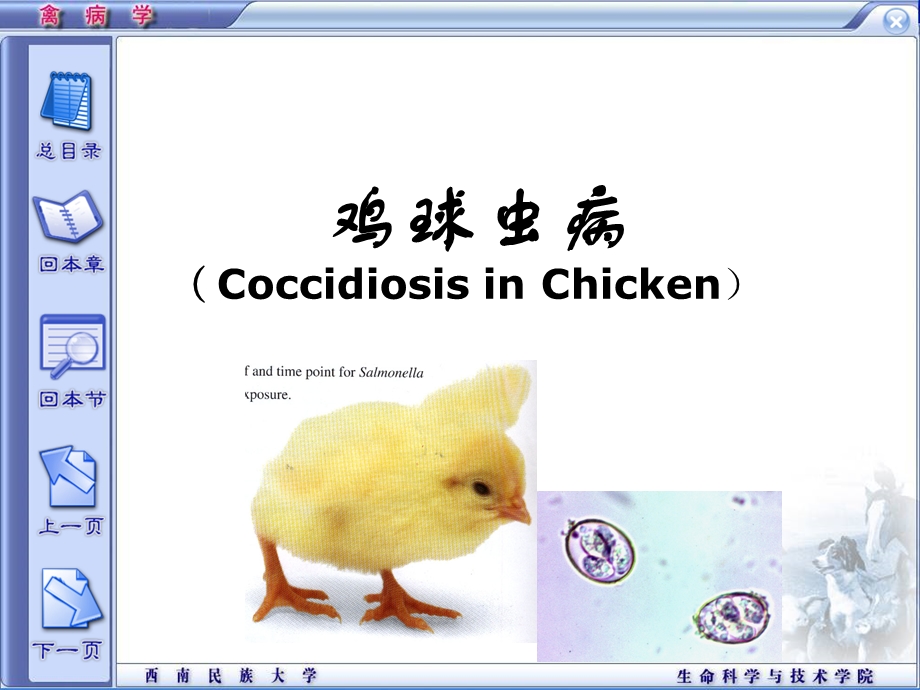 精品课程《禽病学》ppt01鸡球虫病课件.ppt_第1页