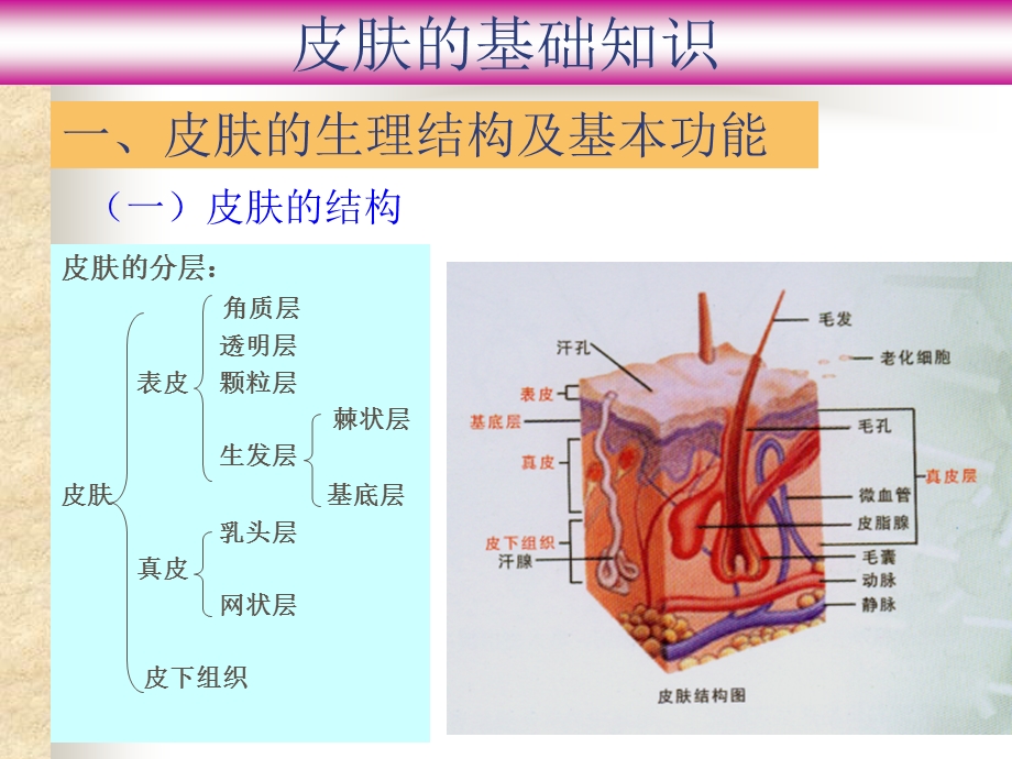 皮肤基础知识大全ppt课件.ppt_第1页