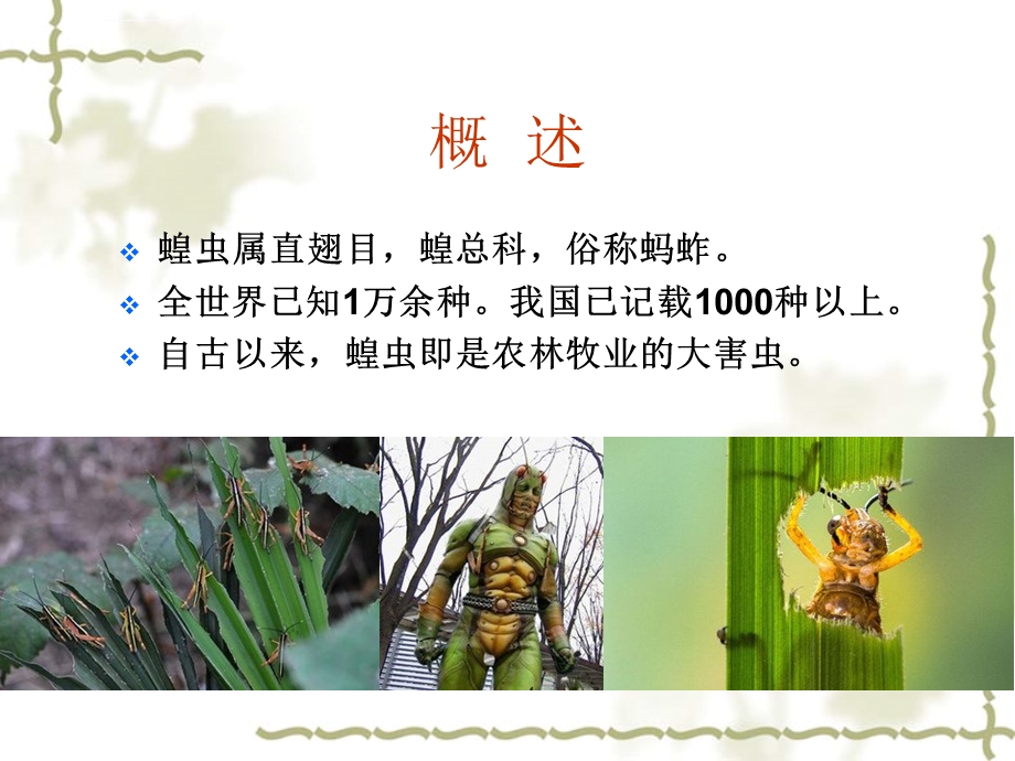 第六章++++蝗虫类ppt课件.ppt_第2页