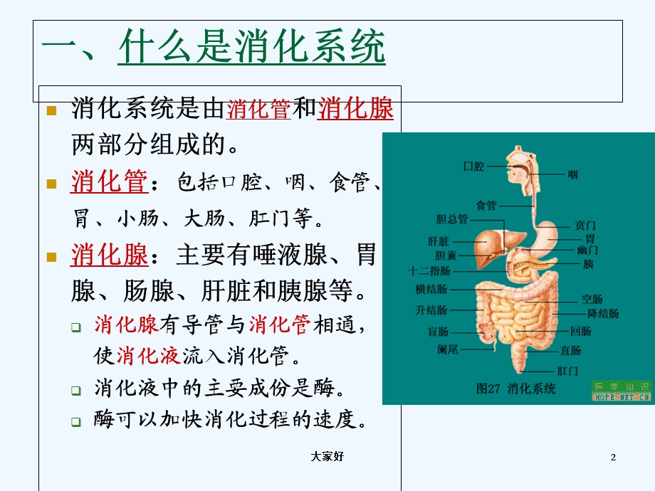 第四节学前儿童消化系统及其保育要点ppt课件.ppt_第2页