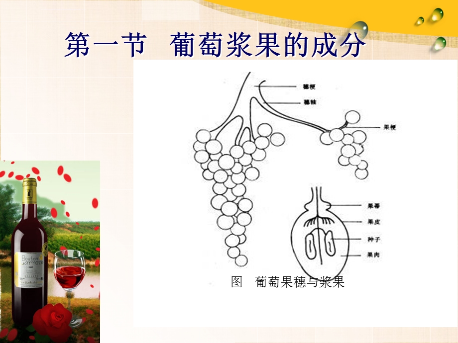 第10章葡萄原料与改良ppt课件.ppt_第3页