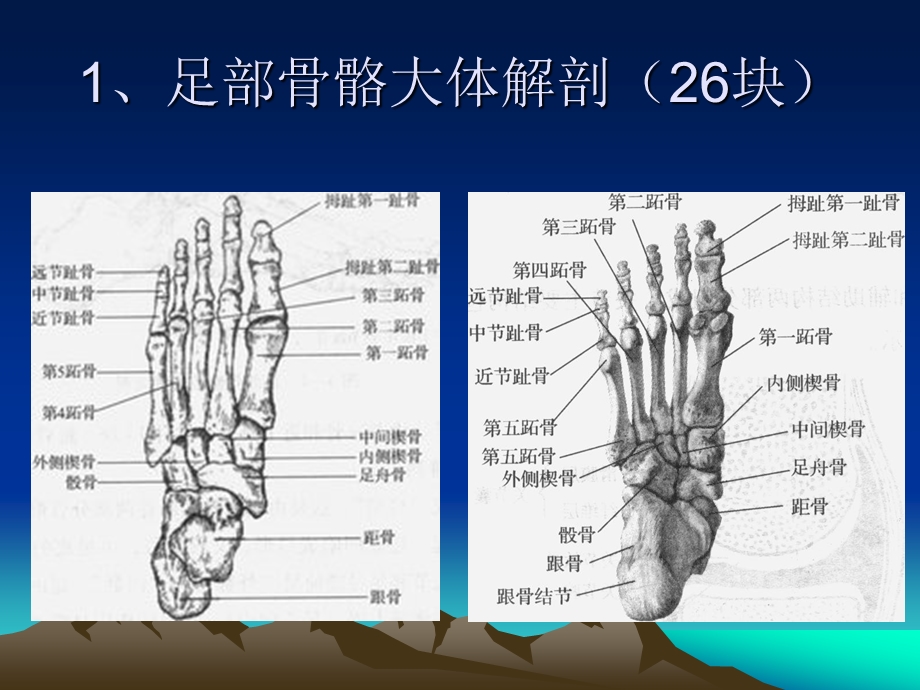 足踝部线检查ppt课件.ppt_第3页