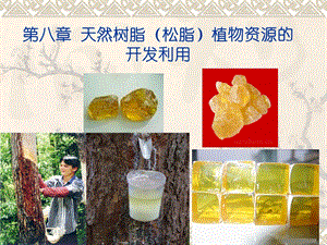 第九章天然树脂植物资源的开发利用 松脂ppt课件.ppt