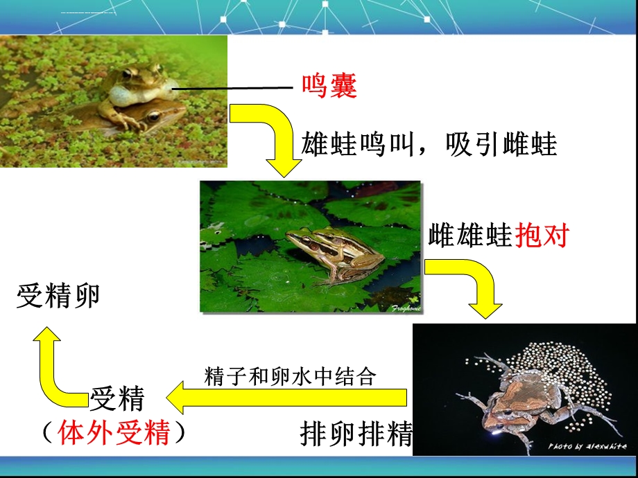 观察青蛙的变态发育过程ppt课件.ppt_第3页