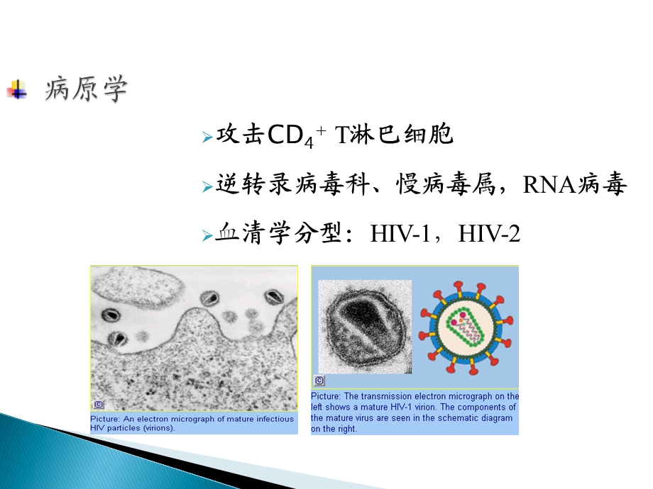 艾滋病介绍ppt课件.ppt_第3页