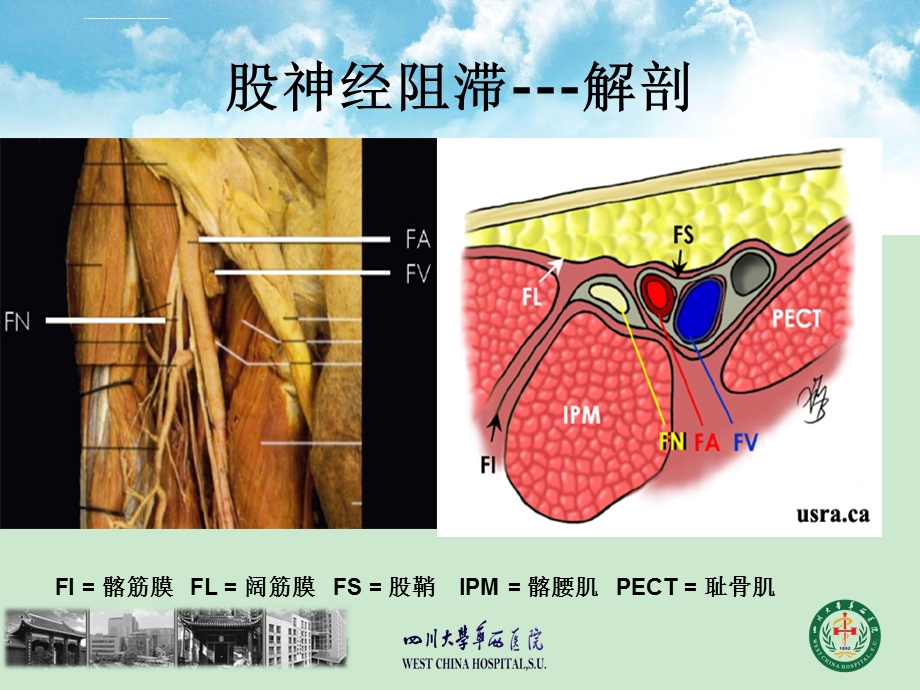 超声引导下股神经和坐骨神经支配ppt课件.ppt_第3页