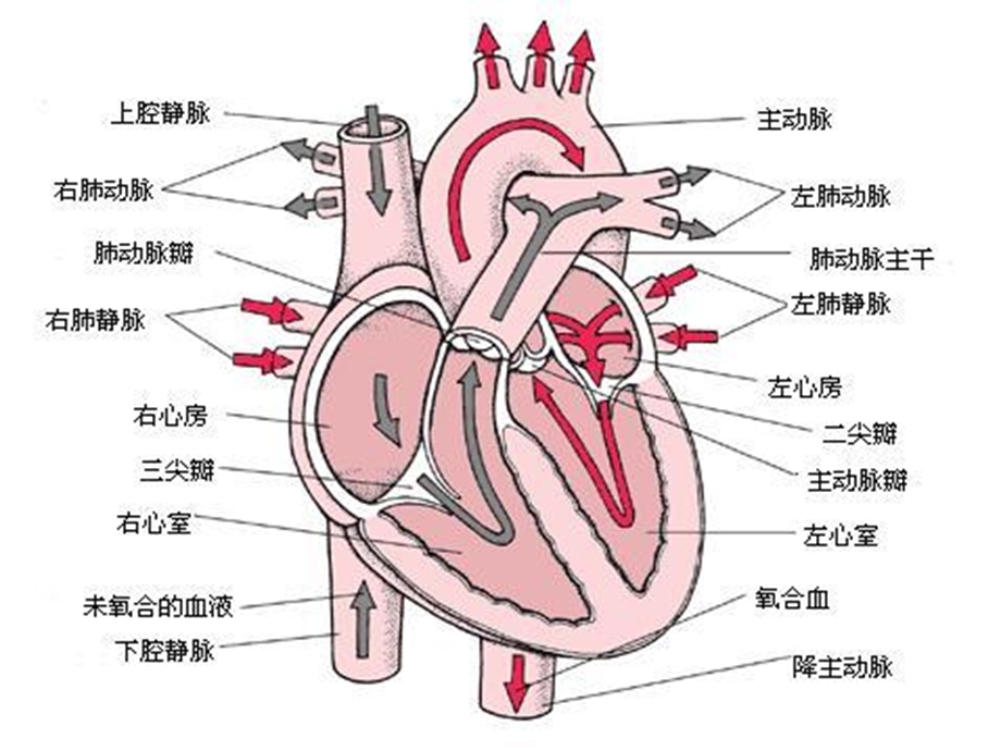 肺动脉高压病人的麻醉处理ppt课件.ppt_第2页