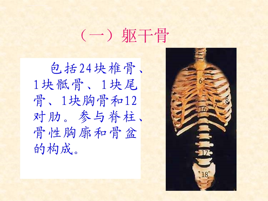 运动系统躯干骨及其连接ppt课件.ppt_第2页