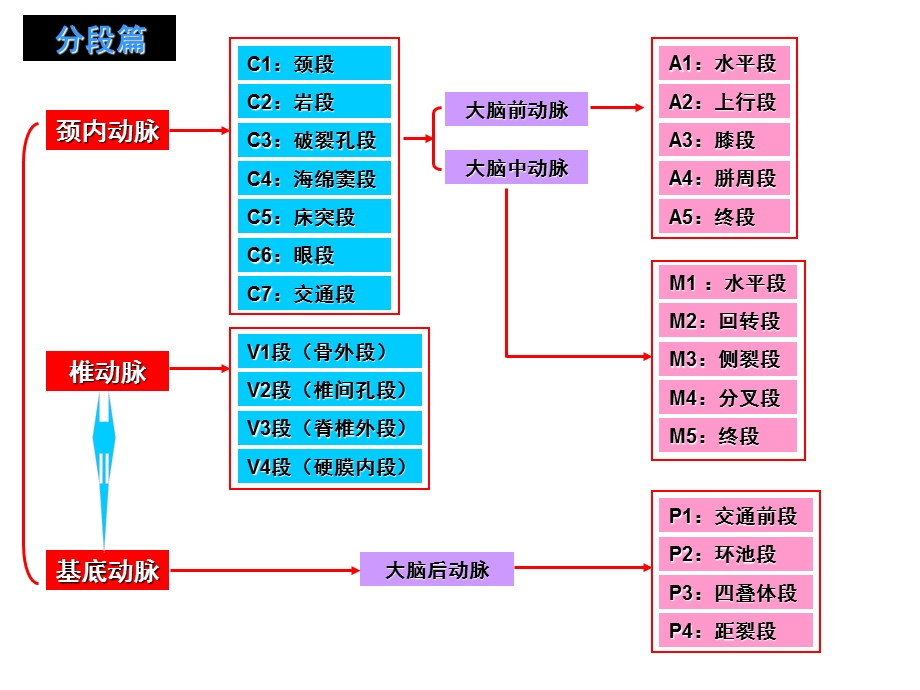 脑动脉分段、分支、图解及供血区域ppt课件.ppt_第2页