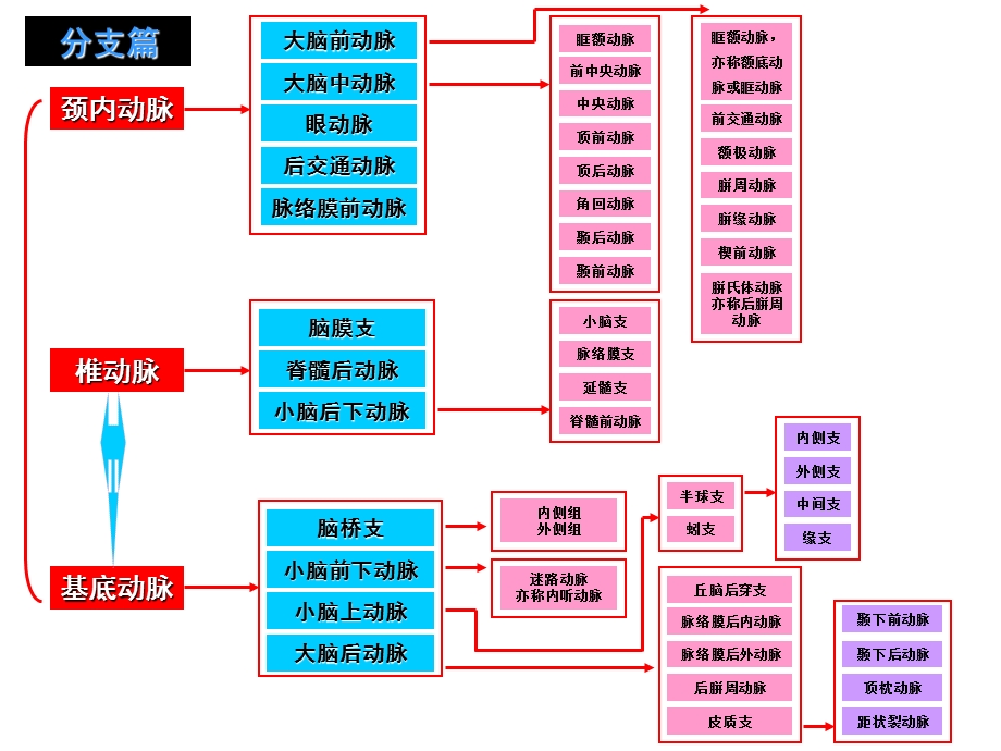 脑动脉分段、分支、图解及供血区域ppt课件.ppt_第3页