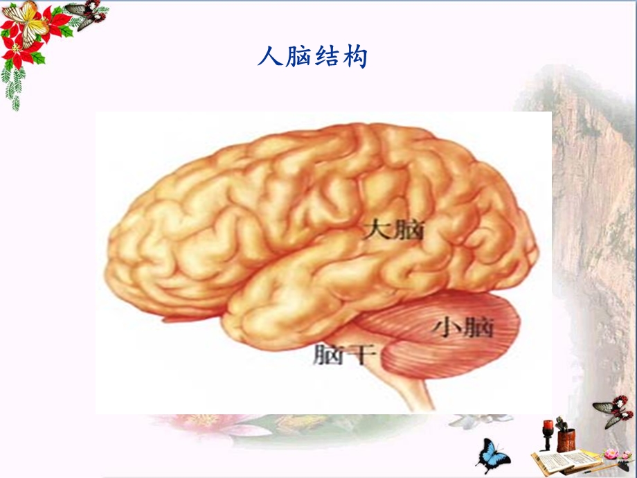 苏教版生物七年级下册12.2《人体的神经调节》ppt课件.pptx_第3页