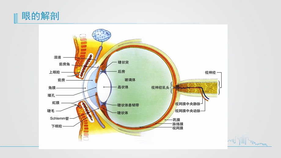 老年性白内障的护理查房ppt课件.pptx_第3页