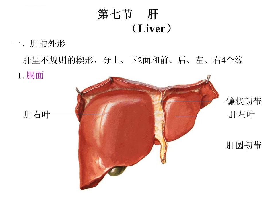 肝靶向给药系统ppt课件.ppt_第3页