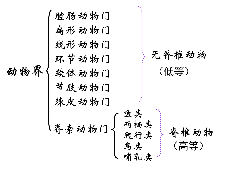 第22章物种的多样性第4节《动物的主要类群》ppt课件.ppt_第2页