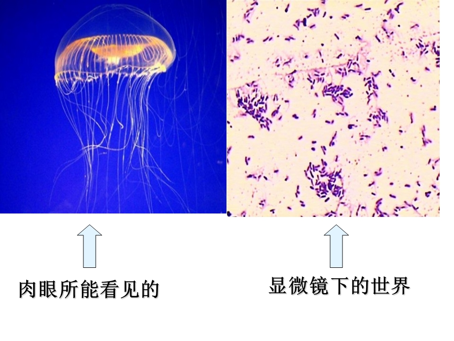 苏教版小学六年级(上下)册PPT课件.ppt_第2页