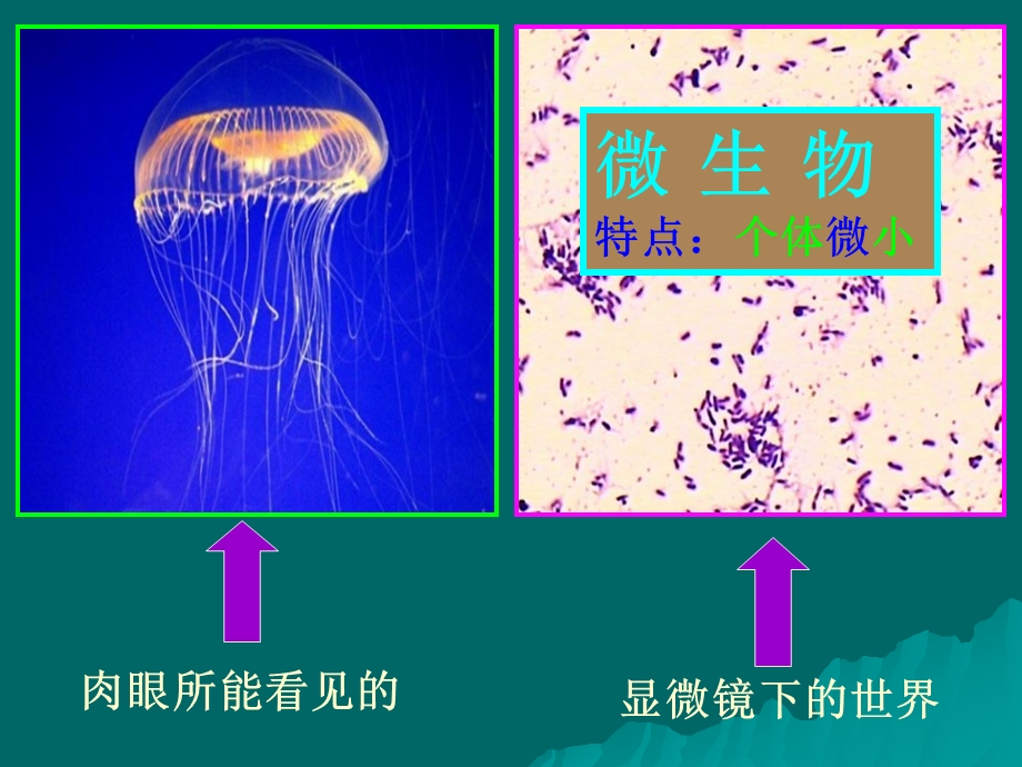 苏教版小学六年级(上下)册PPT课件.ppt_第3页