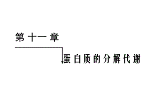 蛋白质的分解代谢ppt课件.ppt