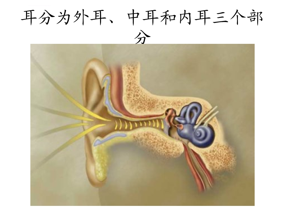 耳解剖及生理ppt课件.ppt_第2页