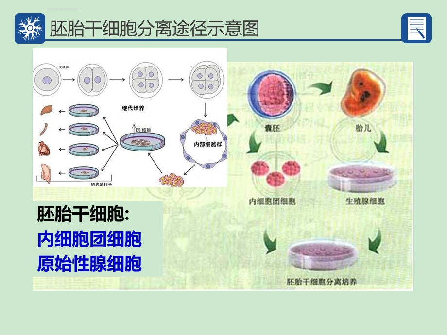 胚胎干细胞技术ppt课件.ppt_第3页