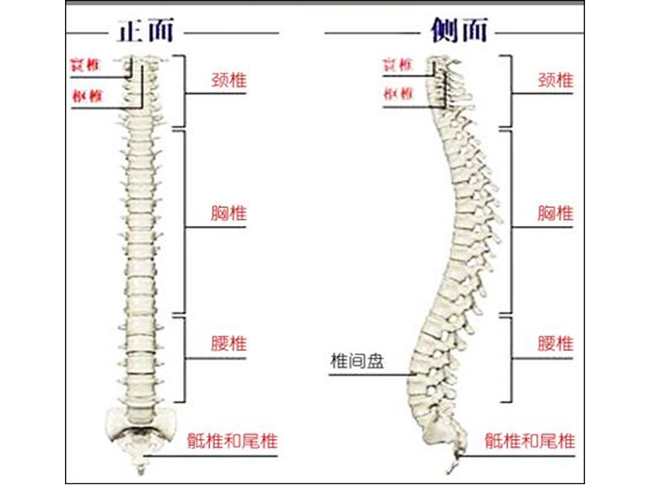 防治脊柱相关疾病ppt课件.ppt_第2页