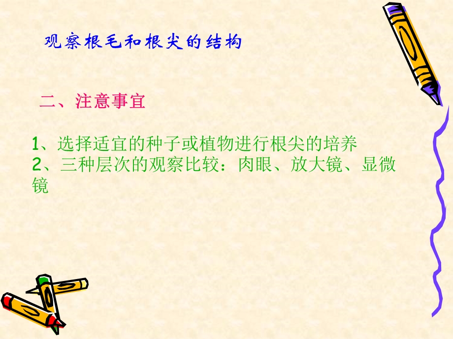 观察根毛和根尖的结构ppt课件.ppt_第2页