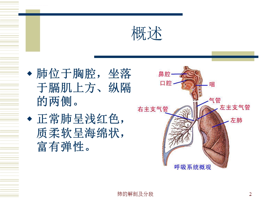 肺的解剖及分段ppt课件.ppt_第2页