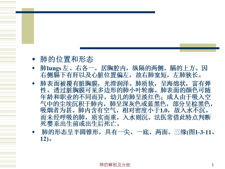 肺的解剖及分段ppt课件.ppt_第3页