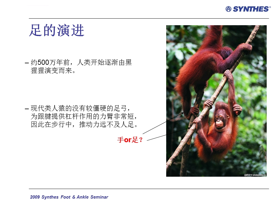 足踝部解剖与生物力学ppt课件.ppt_第3页