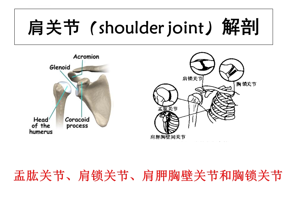 肩关节痛的鉴别诊断ppt课件.ppt_第2页