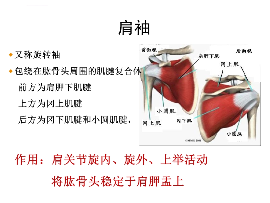 肩关节痛的鉴别诊断ppt课件.ppt_第3页