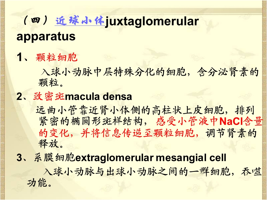 解剖生理学：泌尿系统的结构与功能ppt课件.ppt_第2页