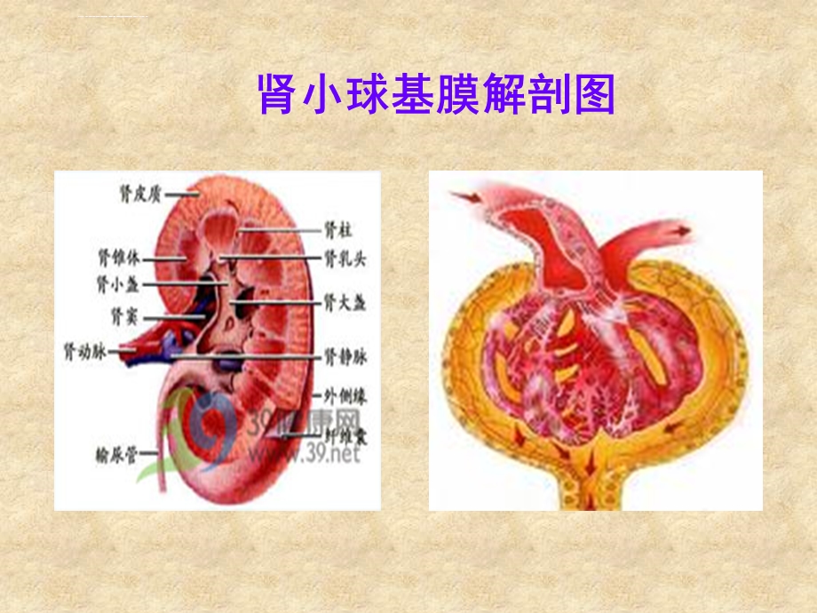 肾病综合征并发症的防治ppt课件.ppt_第3页