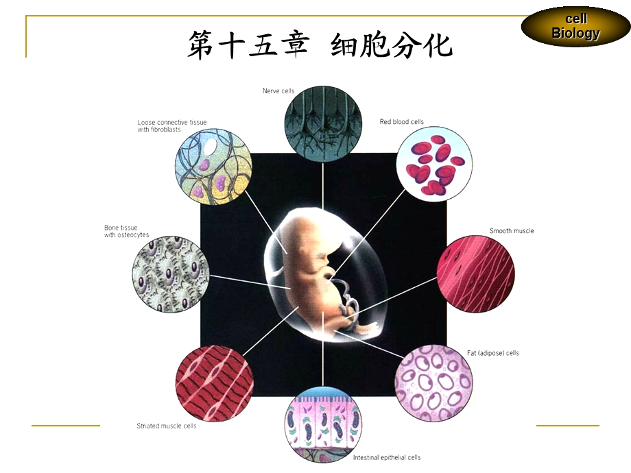 第十五章细胞分化ppt课件.ppt_第2页